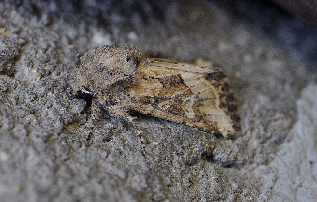 Noctuidae da id